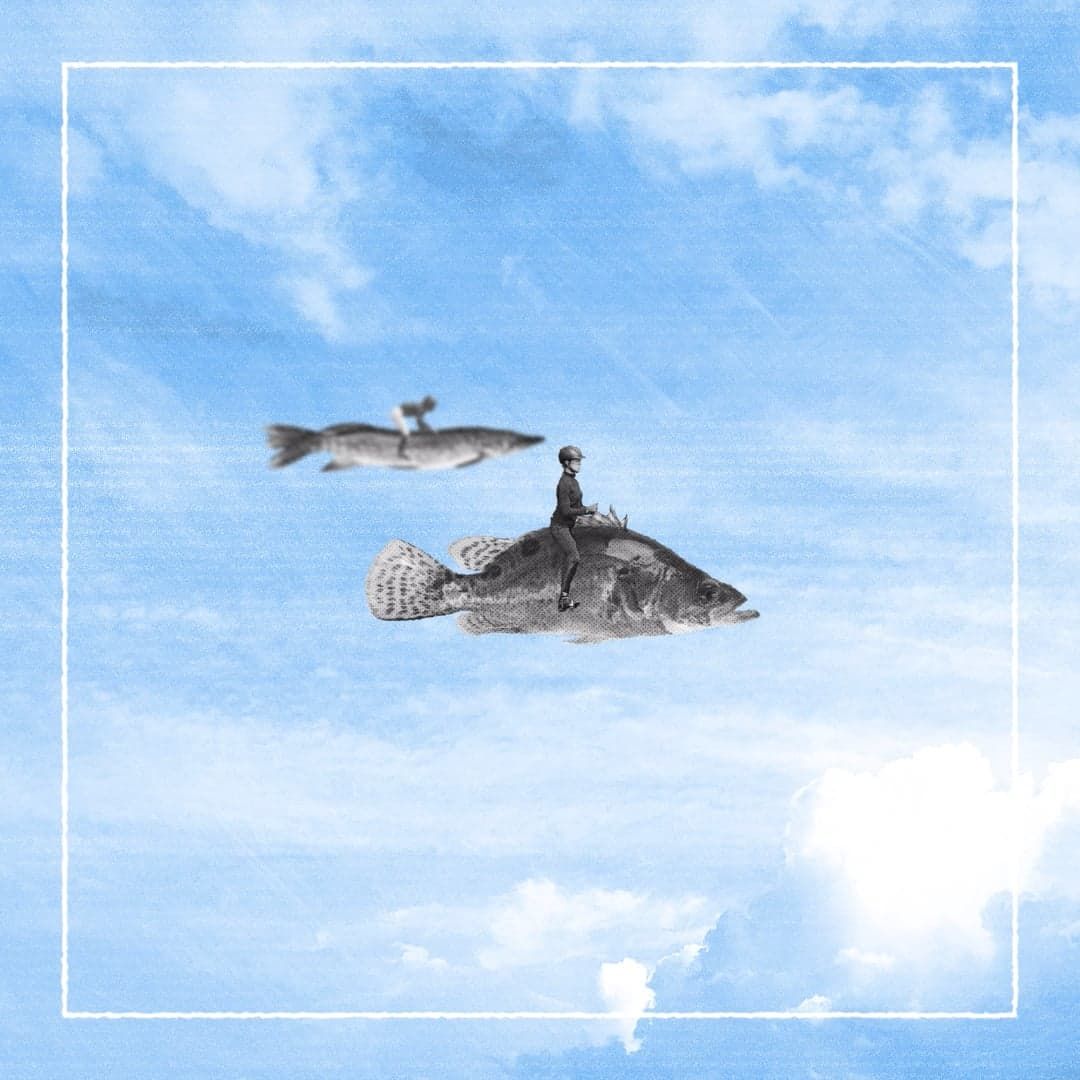 POISSON #motiontober2024